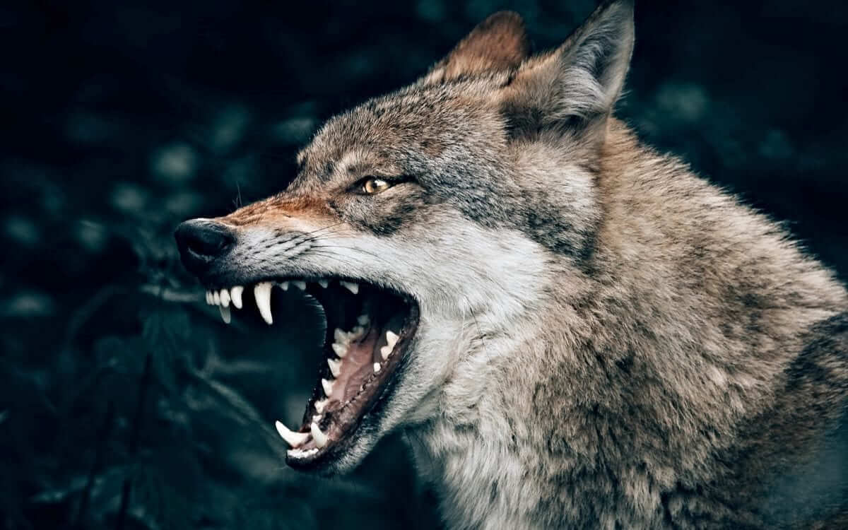 angry wolf